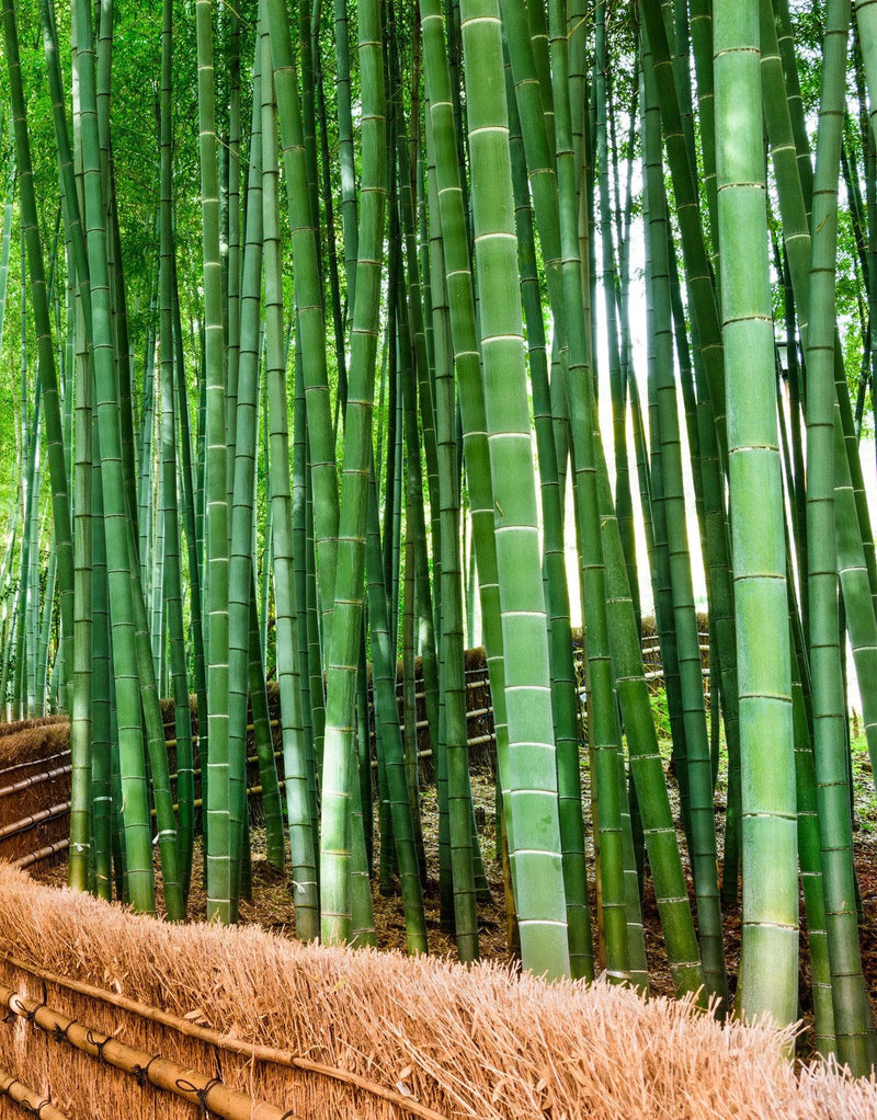 Japanese Bamboo Forest Arashiyama Woods Wall Mural