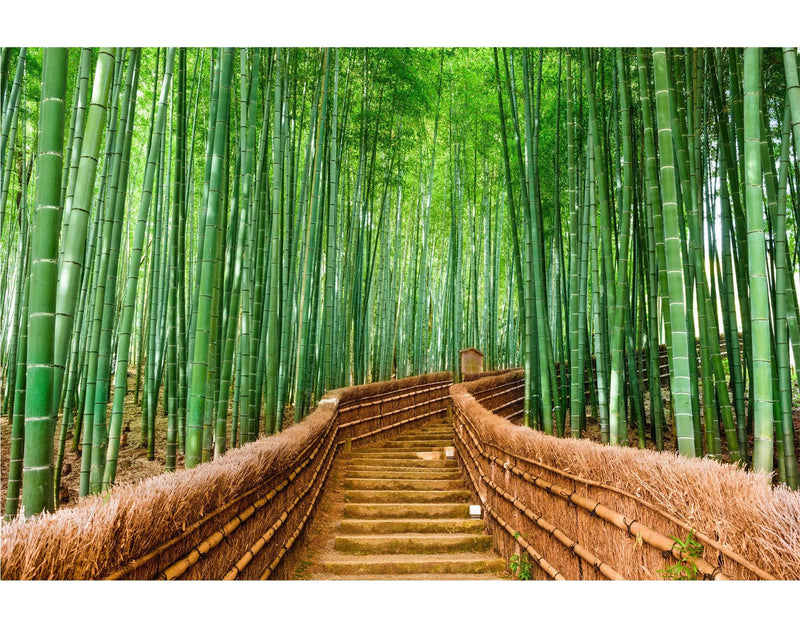 Japanese Bamboo Forest Arashiyama Woods Wall Mural