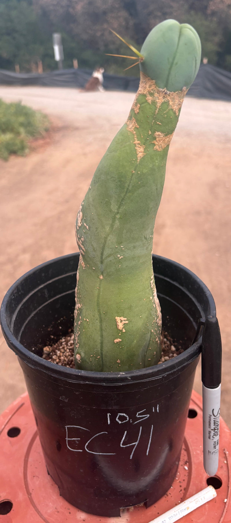 #EC41 EXACT Trichocereus Bridgesii Monstrose Penis Cactus Long Form 10.5”