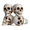 Yescom Halloween Skulls Life Size Skeleton Head 4ct/pk by yescomusa