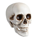 Yescom Halloween Skulls Life Size Skeleton Head 4ct/pk by yescomusa