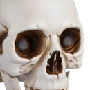 Yescom Halloween Skulls Life Size Skeleton Head 4ct/pk by yescomusa