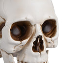Yescom Halloween Skulls Life Size Skeleton Head 4ct/pk