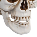 Yescom Halloween Skulls Life Size Skeleton Head 4ct/pk by yescomusa