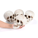 Yescom Halloween Skulls Life Size Skeleton Head 4ct/pk by yescomusa