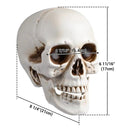 Yescom Halloween Skulls Life Size Skeleton Head 4ct/pk by yescomusa