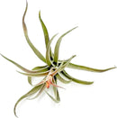 Air Plants - Flowering Tillandsia Harrisii, Large 3-5" - 3ct - Live Arrival Guaranteed - House Plants for Home Decor & Gift by GreenHaven Gardens
