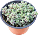 Live Succulents Sedum Dasyphyllum (4-inch), Succulent Plants Fully Rooted in Pots with Soil, Easy-Care House Plant for DIY, Home Office Decor, Wedding Party Favor by GreenHaven Gardens