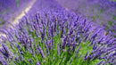Organic Lavender Soil Blend - Enhance The Beauty and Aroma of Your Garden - 20 QUARTS by GreenHaven Gardens
