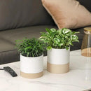 Nihow Ceramic Plant Pot: 6 Inch Planter with Drainage Hole & Saucer for Indoor & Outdoor Plants - Cylinder Round Flower Pot for Succulent/Herbs/Violets - White & Brown by CozyNest Decor