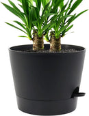 Self Watering Pots for Indoor Plants,12 inch Planters with Drainage Holes Plastic Flower Pots with Deep Reservoir, Black by CozyNest Decor