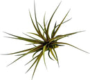 Air Plants - Flowering Tillandsia Stricta Large 5" - 5ct - Live Arrival Guaranteed - House Plants for Home Decor & Gift by GreenHaven Gardens