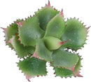 Duovlo Artificial Succulent Plant 7.08 Inch Faux Succulents Agave potatorum Flower Arrangement Craft Wall DIY Materials Pack of 2 (Green) by GreenHaven Gardens