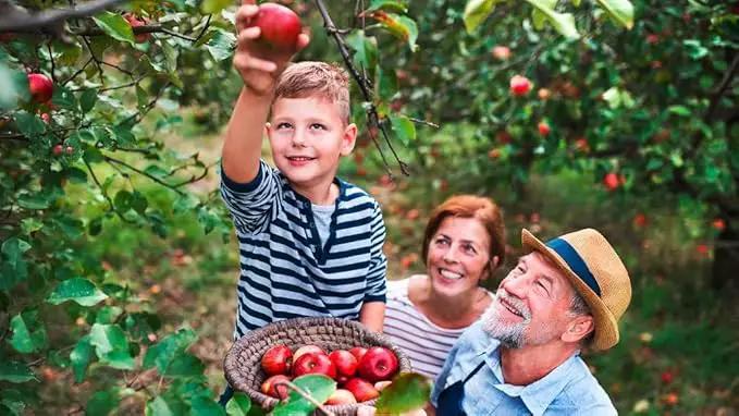 Premium Apple Potting Soil Mix - Optimal Nutrient-Rich Blend for Thriving and Juicy Apples - 5 Quart, photo 2 of 2