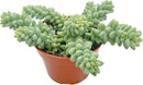 Live Succulents Donkey Tails (4-inch), Succulent Plants Fully Rooted in Pots with Soil, Easy-Care House Plant for DIY, Home Office Decor, Wedding Party Favor by GreenHaven Gardens