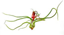 Air Plants - Flowering Tillandsia Bulbosa Belize, Giant 7-9" - 1ct - Live Arrival Guaranteed - House Plants for Home Decor & Gift by GreenHaven Gardens