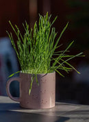 Cat Grass Refill Kit (3) by GreenHaven Gardens