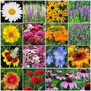 Dirt Goddess Super Seeds ~ All Perennial Wildflower Seed Mix (1/4 Lb) 84,000 Seeds Non GMO Bulk by GreenHaven Gardens