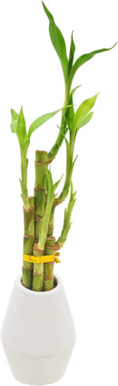 Arcadia Garden Products 5-Stem Lucky Bamboo, Live Indoor Plant in Dimension II Ceramic Planter for Home, Work, or Gift, White. ***Cannot Ship to Hawaii*** by GreenHaven Gardens