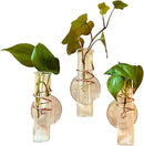 The Little Window Propagator | Window Propagation Station with Removable Glass Tubes, Indoor Plant Clippings, Cut Flowers, Herbs, Succulents | Home Decor | Plant Lover Gift (3) by GreenHaven Gardens