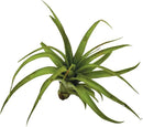 Air Plants - Tillandsia Brachycaulos Multiflora, Jumbo 5-7" - 5 ct - Live Arrival Guaranteed - House Plants for Home Decor & Gift by GreenHaven Gardens
