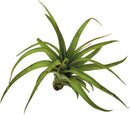 Air Plants - Tillandsia Brachycaulos Multiflora, Jumbo 5-7" - 1 ct - Live Arrival Guaranteed - House Plants for Home Decor & Gift by GreenHaven Gardens
