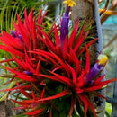8 Air Plants, Tillandsia Air Plants Live Houseplants for Garden, Red Lonantha Tillandsia Plant, Air Plant by GreenHaven Gardens