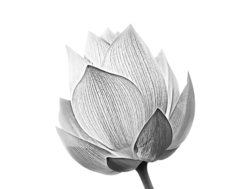 Black and White Lotus Flower Wall Mural