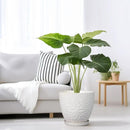 G EPGardening 8 Inch Ceramic Plant Pot with Drainage Hole and Saucer Round Planter Pot for Indoor Outdoor Plants Modern Large Flower Pot White by GreenHaven Gardens