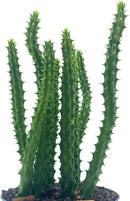 BubbleBlooms Huernia Red Dragon Stapelia Cactus/Huernia penzigii, in 4 inch Pot by GreenHaven Gardens