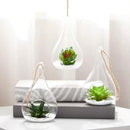 Juvale 5-Pack Hanging Glass Terrarium Containers - Air Plant Holder, Succulent Planter, Tea Light Candle Hangers (3.5x5 in) by GreenHaven Gardens