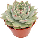 Live Succulent Plants Echeveria 'Pink Tips', Easy Care Potted Succulents, Approx 4" D x 4" H, Indoor Houseplant, Unique Gifts, Home Office Décor by GreenHaven Gardens