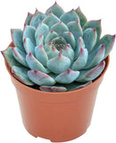 Live Succulent Plants Echeveria 'Chihuahuaensis', Easy Care Potted Succulents, Approx 4" D x 4" H, Indoor Houseplant, Unique Gifts, Home Office Décor by GreenHaven Gardens