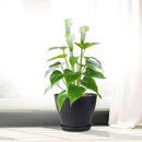 6 inch Plastic Nursery Pots, Seedling Pots, 16 Pack Plant Pots for Small Indoor Outdoor Plants, Flower Pots with Drainage Holes and Saucers, Decorative Planters for House Plants, Black by GreenHaven Gardens