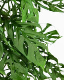 Monstera Adansonii Planting Mix: Maximize Aeration, Drainage & Nutrient Holding Capacity - 5 Quart Bag