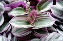 Rare Nanouk Pink Tradescantia - 2.5" Pot - Collector's Series by GreenHaven Gardens