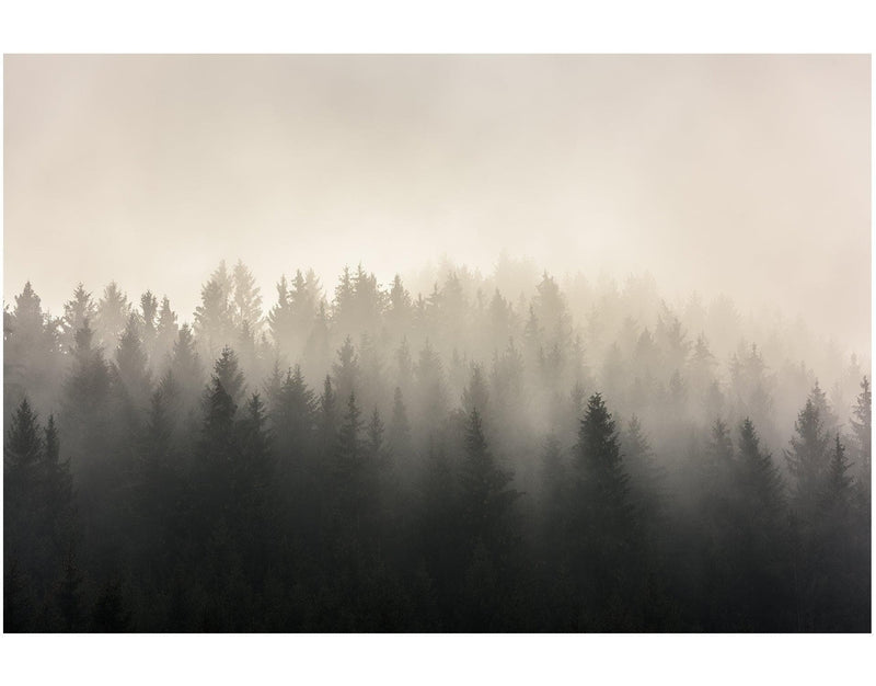 Misty Pine Forest Wall Mural. Peaceful Foggy Morning Scenery.