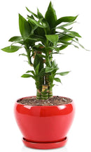 vicrays Ceramic Plant Pots Indoor - 6.5 Inch Planter Pot with Drainage Hole and Saucer for Succulent Orchid Flower Herbs Cactus - Ideal for Gardening Home Desktop Office Decor - Red by GreenHaven Gardens