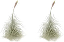 Live air Plant - Tillandsia Tectorum Air Plant 4-6" – 2ct – Unique Shape with Silvery Fuzz – Low Maintenance Houseplant – Perfect for Decor, Terrariums, Gifts - Live Arrival Guaranteed by GreenHaven Gardens