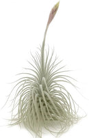 Live air Plant - Tillandsia Tectorum Air Plant 4-6" – 5ct – Unique Shape with Silvery Fuzz – Low Maintenance Houseplant – Perfect for Decor, Terrariums, Gifts - Live Arrival Guaranteed by GreenHaven Gardens