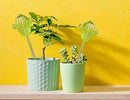 Ahhute Plant Watering Globes, Cactus Self Watering Globes, Glass Self Watering Planter Insert, Cacti Plant Watering Devices, Automatic Plant Waterer Indoor, Watering Bulbs, 2 Pack by GreenHaven Gardens