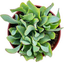 Live Succulents Ripple Jade (4-inch), Succulent Plants Fully Rooted in Pots with Soil, Easy-Care House Plant for DIY, Home Office Decor, Wedding Party Favor by GreenHaven Gardens