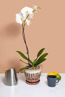 rePotme Orchid Food - Feed ME! MSU Orchid Fertilizer - RO/Rain/Tap Water (8 oz) by GreenHaven Gardens