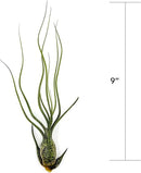 Live Air Plants - Tillandsia Butzii, Jumbo 7-9" - 5ct - Live Arrival Guaranteed - House Plants for Home Decor & Gift by GreenHaven Gardens