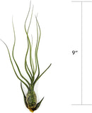 Live Air Plants - Tillandsia Butzii, Jumbo 7-9" - 1ct - Live Arrival Guaranteed - House Plants for Home Decor & Gift by GreenHaven Gardens
