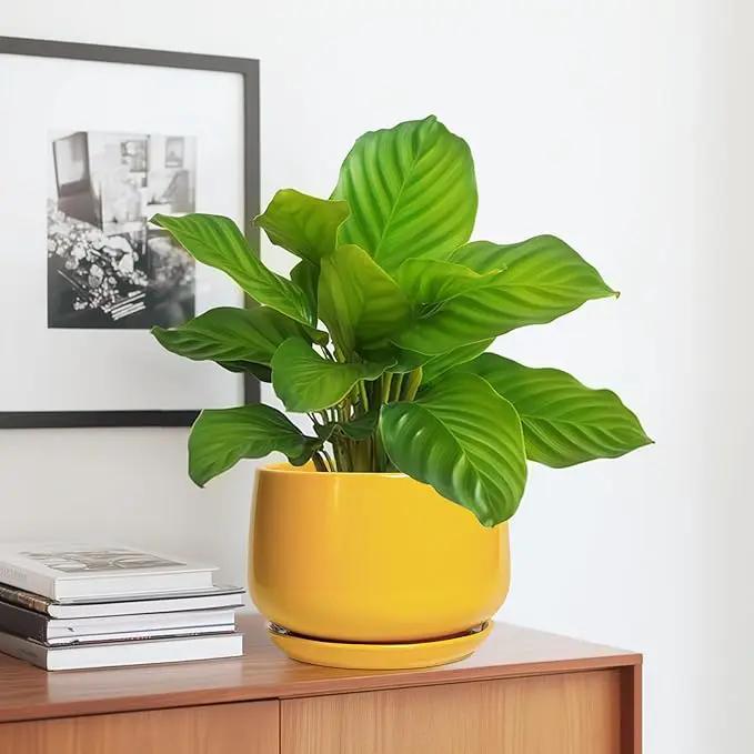 G EPGardening Ceramic Pots for Plants - 7 Inch Plant Pot with Drainage Hole and Saucer, Modern Ceramic Planter for Indoor Outdoor, Round Flower Planter, Gifts for Plants Lovers, Home Decor, Yellow, photo 5 of 8