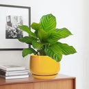 G EPGardening Ceramic Pots for Plants - 7 Inch Plant Pot with Drainage Hole and Saucer, Modern Ceramic Planter for Indoor Outdoor, Round Flower Planter, Gifts for Plants Lovers, Home Decor, Yellow by GreenHaven Gardens