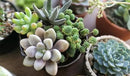 Organic Growing Medium - Nurture Your Plants with a Natural and Sustainable Solution - 3 QUARTS by GreenHaven Gardens