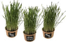 Easy Cat Grass Kit (3 Pack) Just Add Water. Includes Certified Organic Non GMO Wheatgrass Seed, Fiber Soil, Cups Chalkboard Labels. Your Pets Will Love This by GreenHaven Gardens