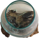 Hand Blown Molten Glass & Teak Wood Terrarium/Vase/Fish Bowl - Premium Quality (12" - 14" High) by CozyNest Decor
